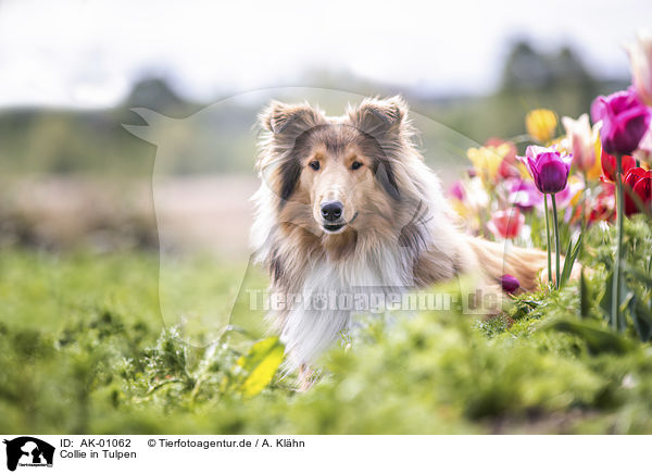 Collie in Tulpen / Collie in tulips / AK-01062