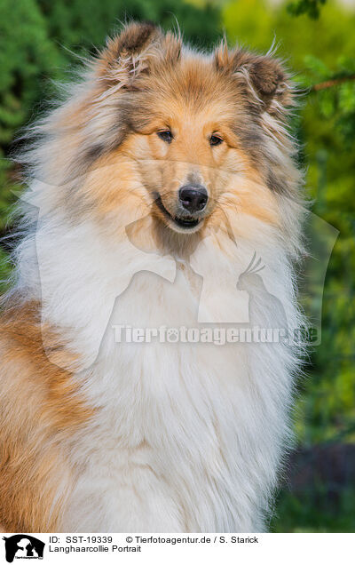 Langhaarcollie Portrait / longhaired Collie portrait / SST-19339