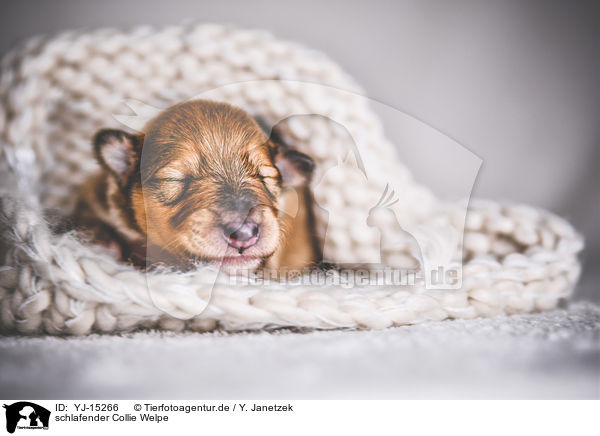schlafender Collie Welpe / sleeping Collie Puppy / YJ-15266