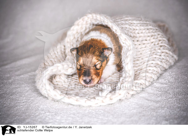 schlafender Collie Welpe / sleeping Collie Puppy / YJ-15267