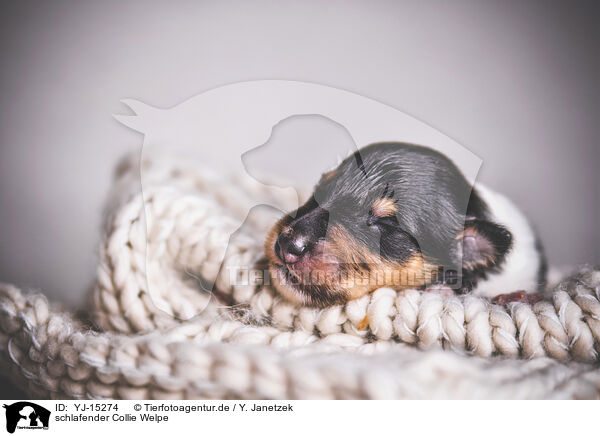 schlafender Collie Welpe / sleeping Collie Puppy / YJ-15274