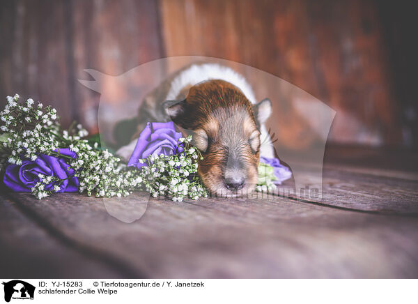 schlafender Collie Welpe / sleeping Collie Puppy / YJ-15283