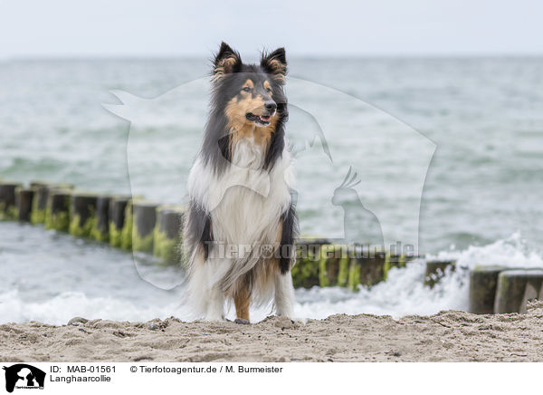 Langhaarcollie / rough collie / MAB-01561