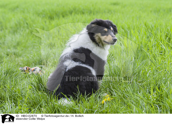 sitzender Collie Welpe / sitting Collie Puppy / HBO-02870