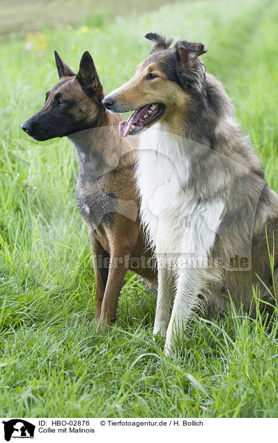 Collie mit Malinois / HBO-02876