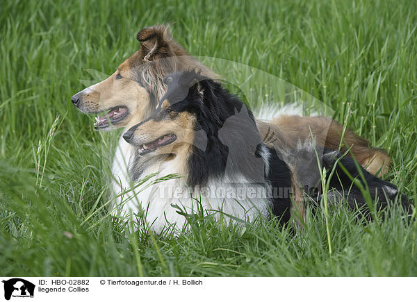 liegende Collies / lying Collies / HBO-02882