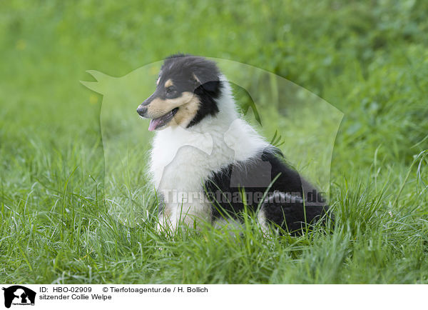 sitzender Collie Welpe / sitting Collie Puppy / HBO-02909