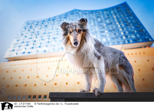 stehender Collie / standing Collie / LT-01190