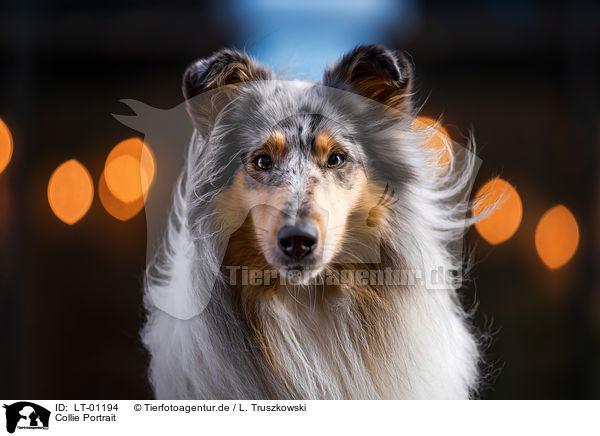 Collie Portrait / Collie portrait / LT-01194