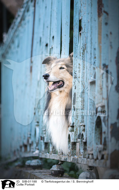 Collie Portrait / Collie portrait / SIB-01188