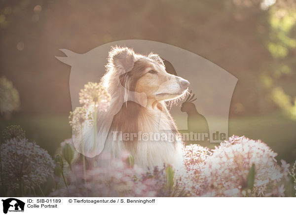 Collie Portrait / Collie portrait / SIB-01189