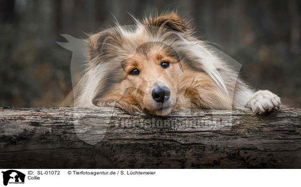 Collie / Collie / SL-01072