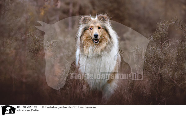 sitzender Collie / sitting Collie / SL-01073