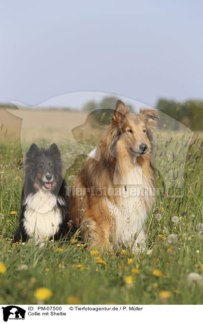 Collie mit Sheltie / PM-07500