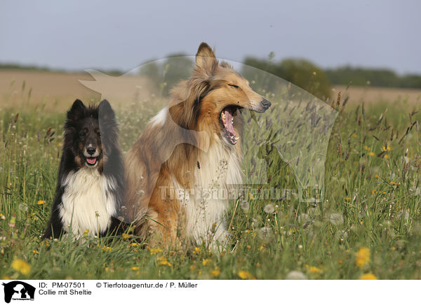 Collie mit Sheltie / PM-07501