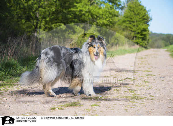 laufender Collie / SST-20222