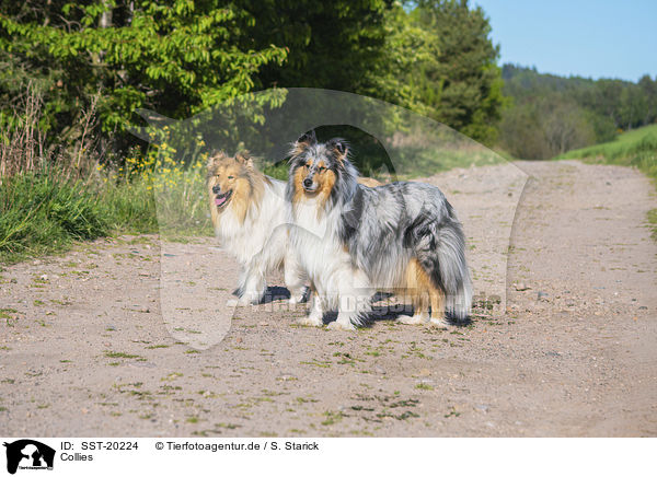 Collies / SST-20224