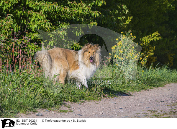 laufender Collie / SST-20231