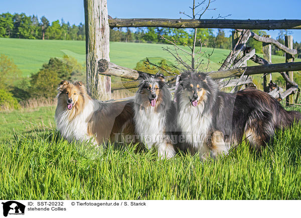 stehende Collies / SST-20232