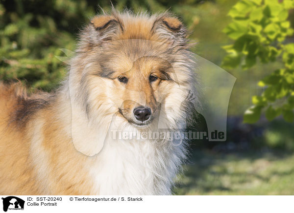 Collie Portrait / SST-20240