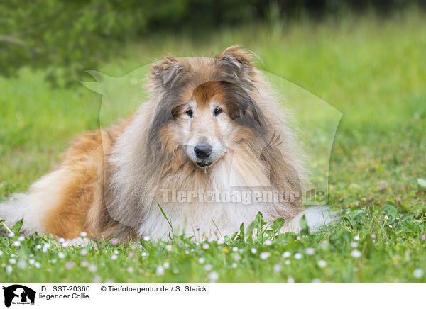 liegender Collie / lying Collie / SST-20360