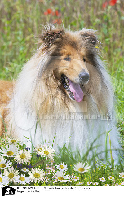 liegender Collie / lying Collie / SST-20460