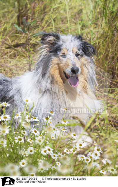 Collie auf einer Wiese / Collie on a meadow / SST-20468