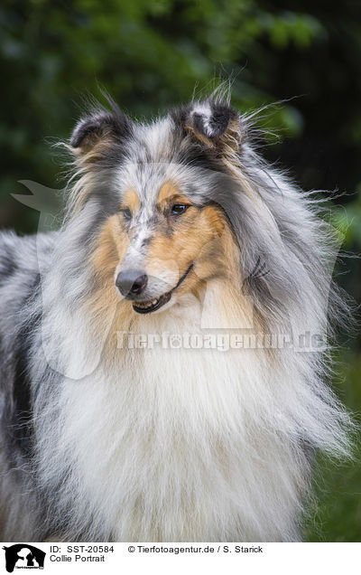 Collie Portrait / Collie portrait / SST-20584