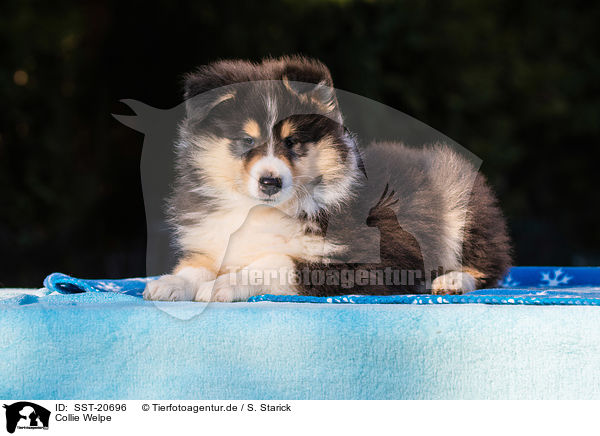 Collie Welpe / SST-20696