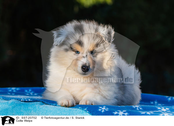 Collie Welpe / SST-20702