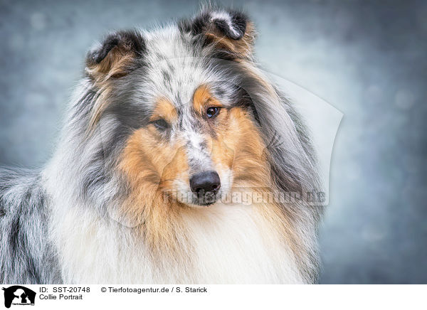 Collie Portrait / Collie Portrait / SST-20748