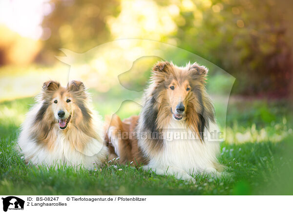 2 Langhaarcollies / 2 longhaired Collies / BS-08247