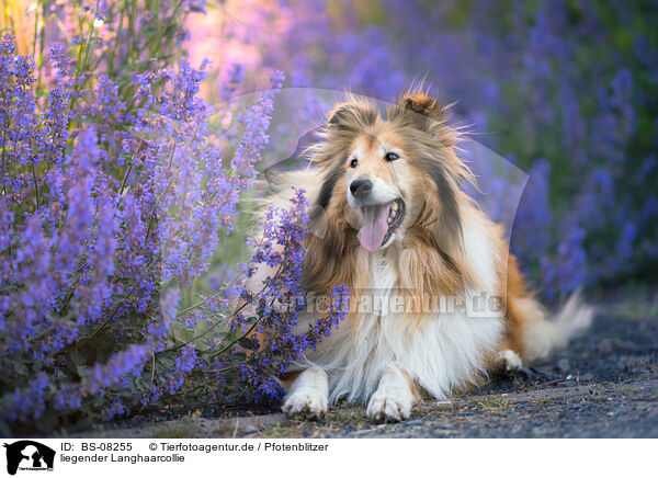 liegender Langhaarcollie / lying longhaired Collie / BS-08255
