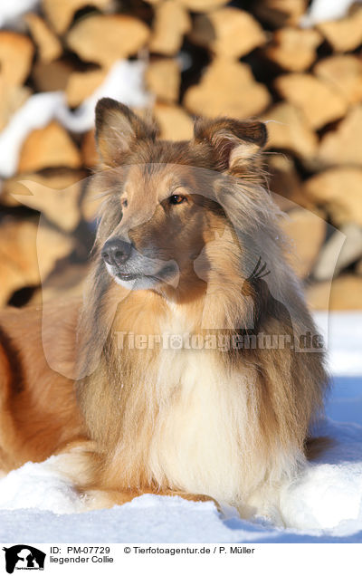 liegender Collie / PM-07729