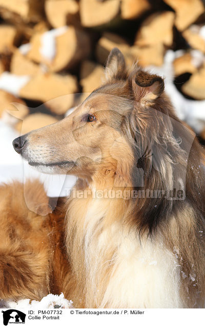 Collie Portrait / PM-07732