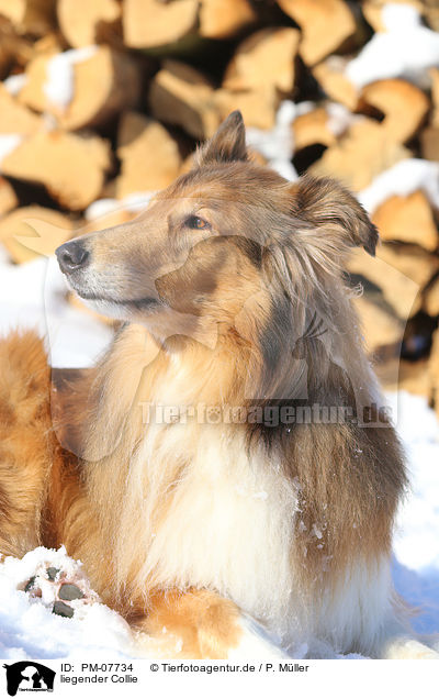 liegender Collie / PM-07734