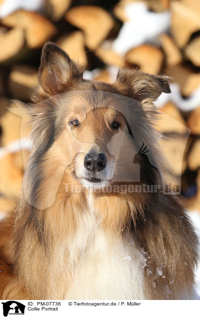Collie Portrait / PM-07736