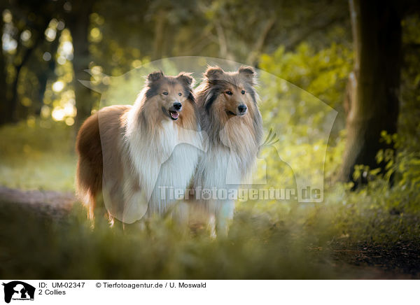 2 Collies / UM-02347