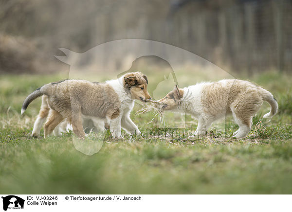 Collie Welpen / VJ-03246