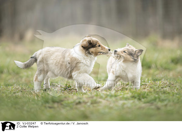 2 Collie Welpen / VJ-03247