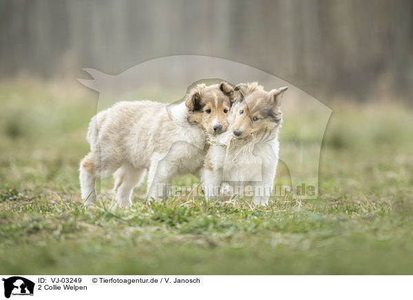 2 Collie Welpen / VJ-03249
