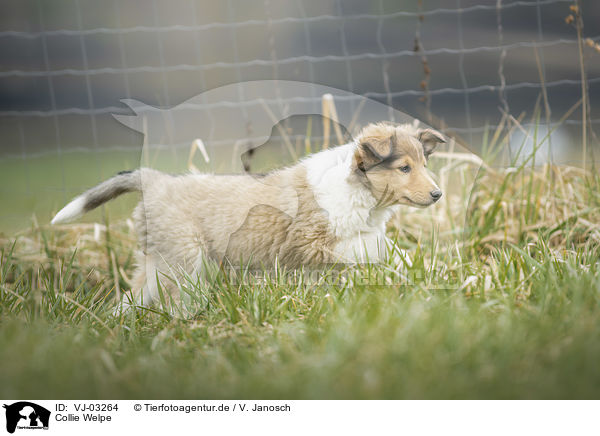 Collie Welpe / VJ-03264