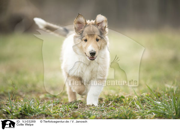 Collie Welpe / VJ-03269