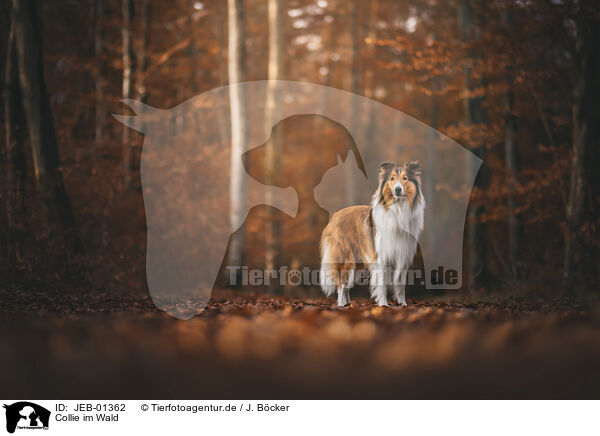 Collie im Wald / JEB-01362