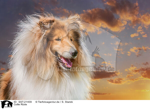 Collie Rde / SST-21409