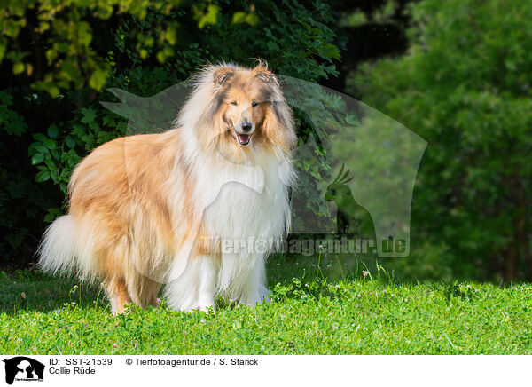 Collie Rde / SST-21539