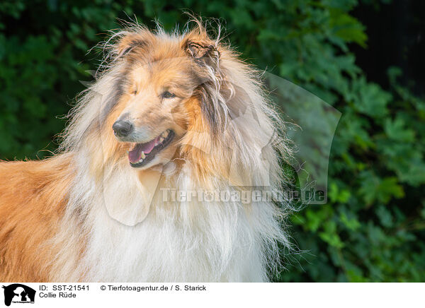Collie Rde / SST-21541