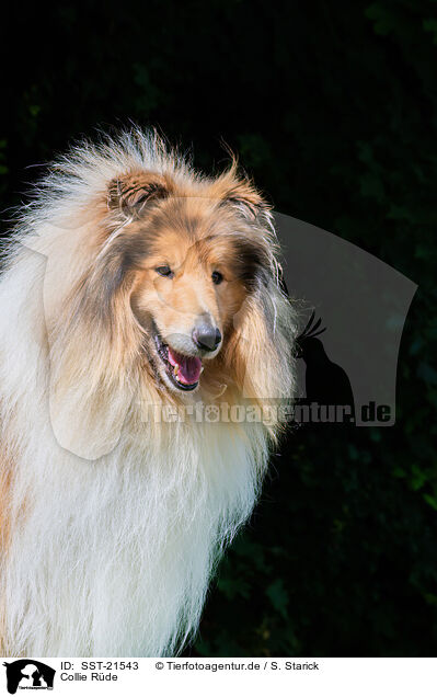 Collie Rde / SST-21543