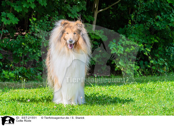 Collie Rde / SST-21551