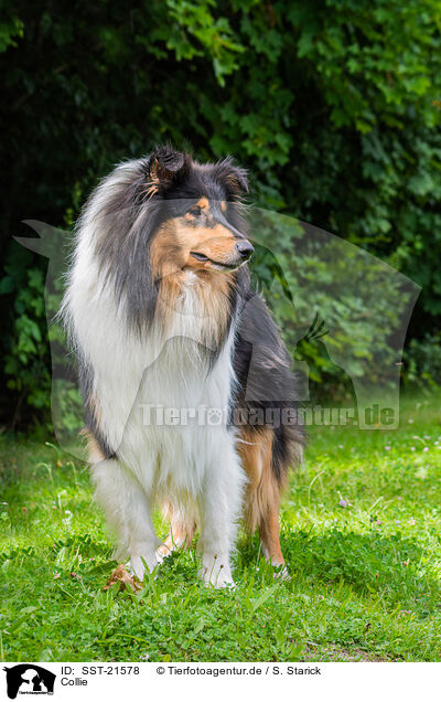 Collie / Collie / SST-21578